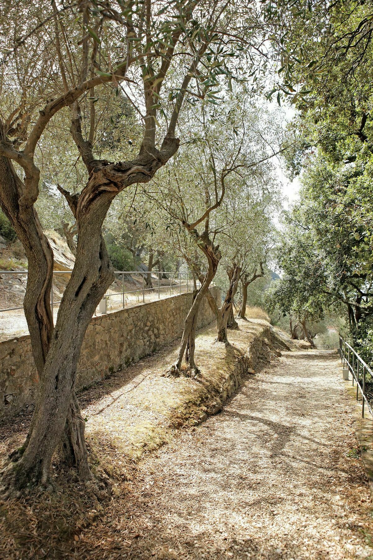 圣朱利亚诺-泰尔梅 巴尼 － 迪比萨宫及水疗中心酒店 外观 照片 Olive trees in Crete